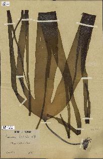 spécimen de Laminaria digitata