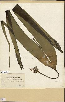 spécimen de Laminaria digitata