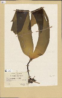 spécimen de Laminaria digitata