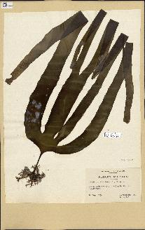 spécimen de Laminaria digitata