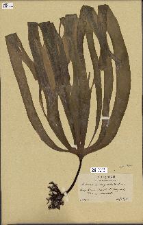 spécimen de Laminaria digitata
