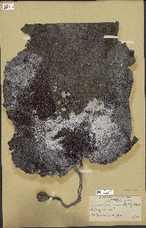 spécimen de Laminaria complanata