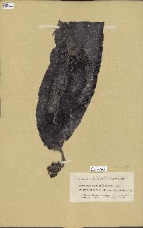 spécimen de Laminaria bullata