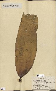 spécimen de Laminaria cuneifolia