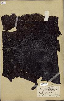 spécimen de Laminaria cuneifolia