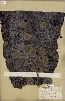 spécimen de Laminaria cuneifolia