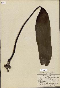 spécimen de Laminaria andersonii