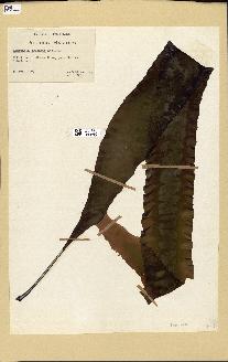 spécimen de Laminaria agardhii