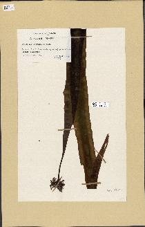 spécimen de Laminaria agardhii