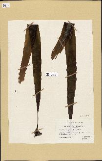 spécimen de Laminaria agardhii