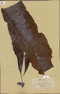 spécimen de Laminaria agardhii