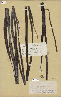 spécimen de Laminaria agardhii