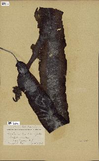 spécimen de Laminaria agardhii