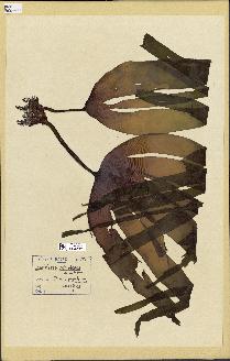 spécimen de Laminaria ochroleuca