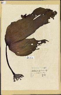 spécimen de Laminaria ochroleuca
