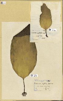 spécimen de Laminaria digitata