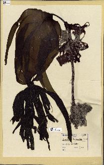 spécimen de Laminaria hyperborea