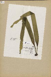 spécimen de Laminaria japonica