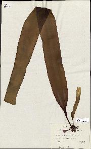 spécimen de Laminaria japonica