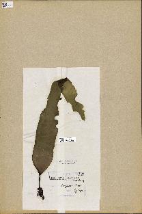 spécimen de Laminaria japonica