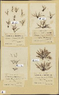 spécimen de Chondria boryana