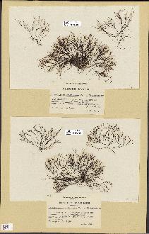 spécimen de Chondria coerulescens