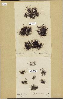 spécimen de Chondria coerulescens