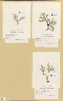 spécimen de Chondria crassicaulis