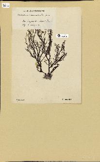 spécimen de Chondria crassicaulis