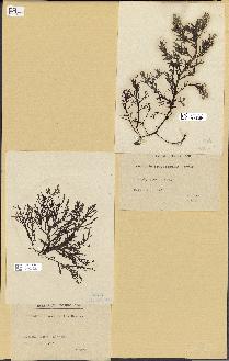 spécimen de Chondria crassicaulis