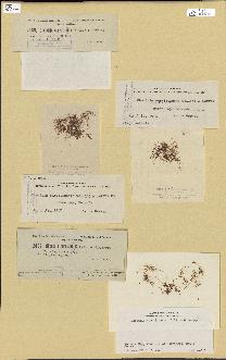 spécimen de Chondria curvilineata