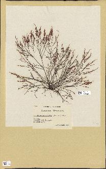 spécimen de Chondria dasyphylla