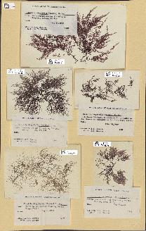 spécimen de Chondria dasyphylla