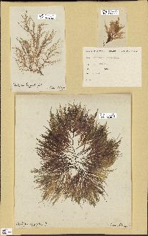 spécimen de Chondria dasyphylla