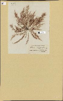 spécimen de Chondria dasyphylla
