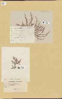 spécimen de Chondria dasyphylla