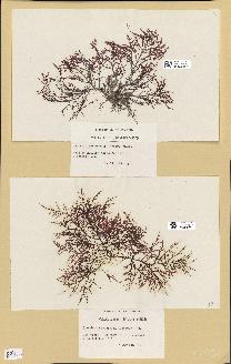 spécimen de Chondria dasyphylla