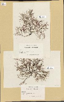 spécimen de Chondria dasyphylla