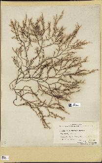 spécimen de Chondria littoralis