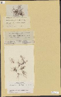 spécimen de Chondria polyrhiza