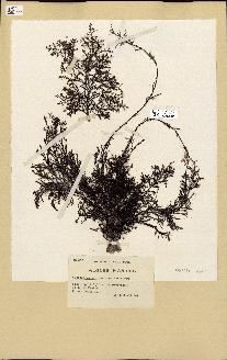 spécimen de Cystoseira mediterranea