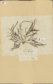 spécimen de Cystoseira spinosa