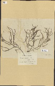 spécimen de Cystoseira spinosa