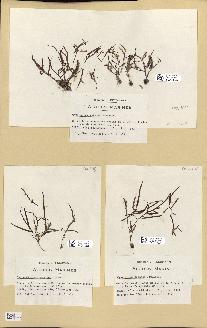 spécimen de Cystoseira spinosa