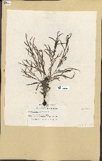 spécimen de Cystoseira spinosa