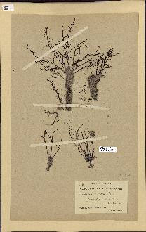 spécimen de Cystoseira spinosa