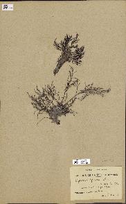 spécimen de Cystoseira spinosa