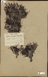 spécimen de Cystoseira spinosa