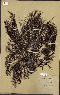 spécimen de Cystoseira spinosa
