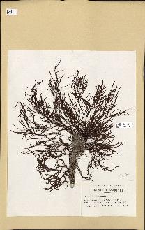 spécimen de Cystoseira montagnei
